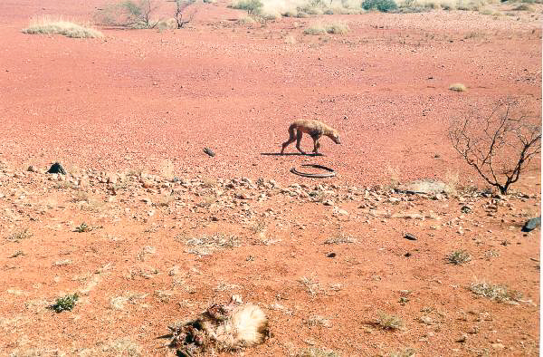28 Dingo ude i outbacken